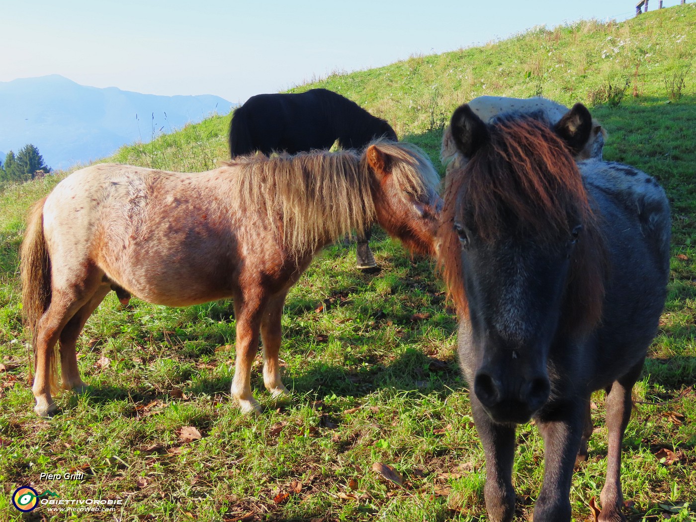 14 Bei cavallini al pascolo in ombra.JPG